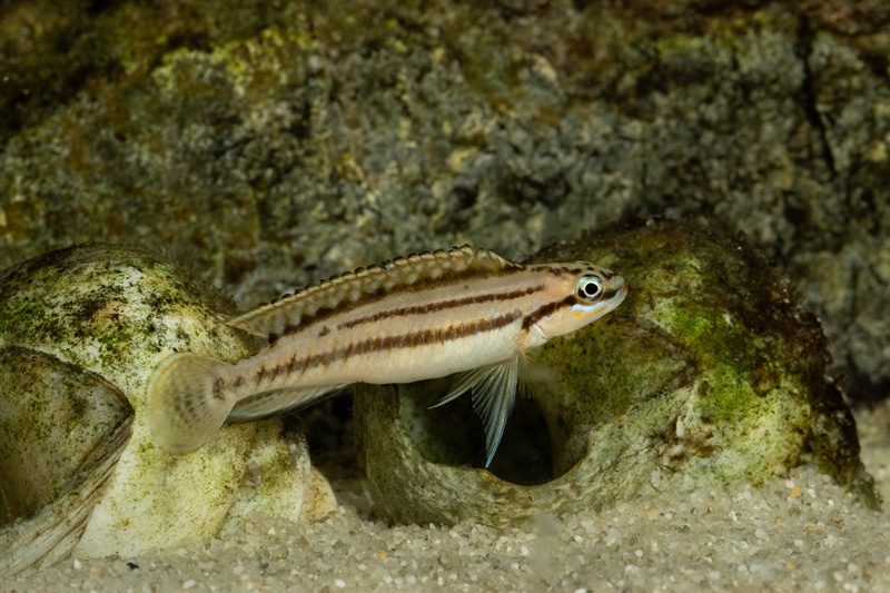 Telmatochromis bifrenatus 'Maswa'